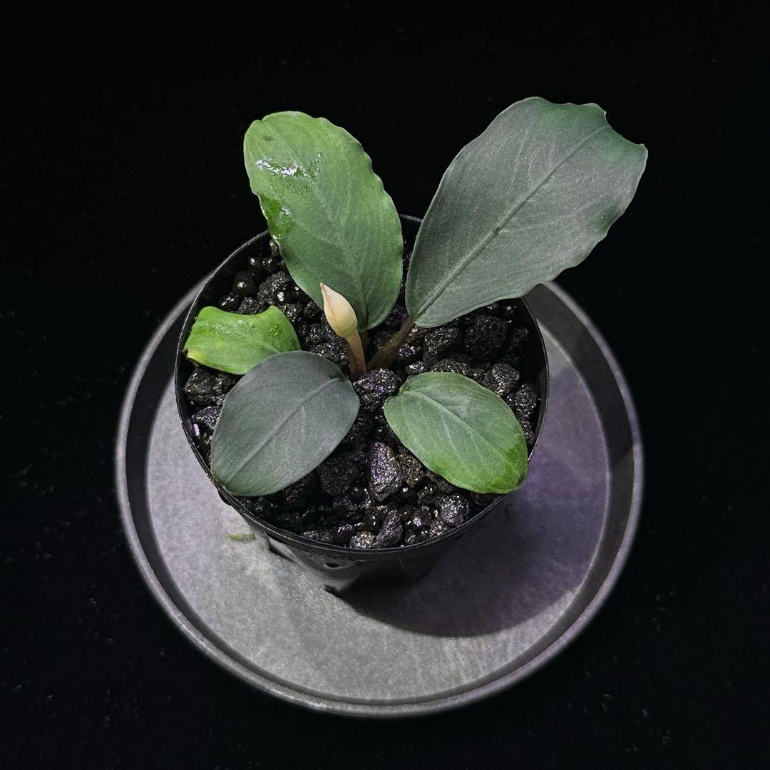 ブセファランドラsp.パールグレイ【TB便】 - メルカリ