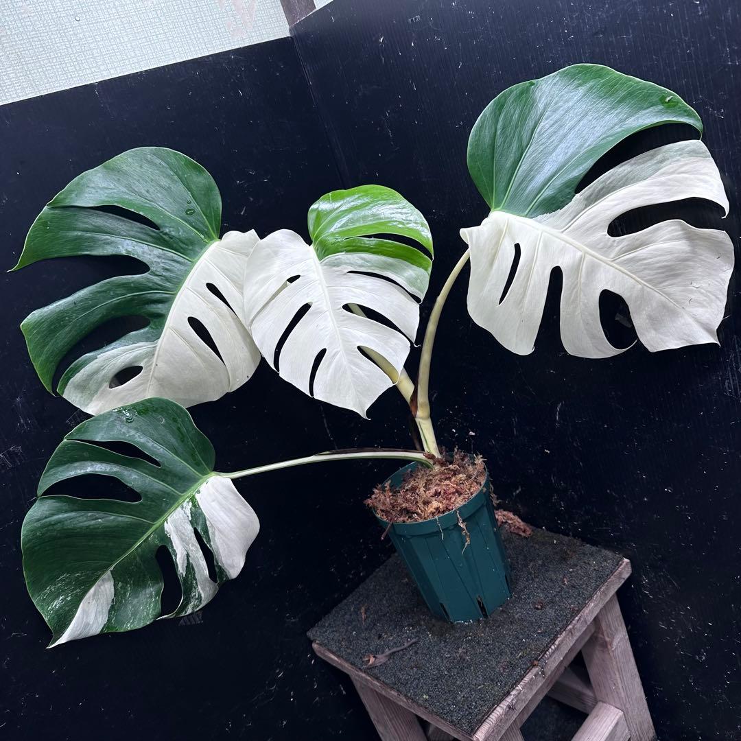 迫*雄様 モンステラ斑入りハーフムーンホワイトタイガー極美斑入り　　 57cm モンステラ ホワイトタイガー 極斑入り ハーフムーン M003 | Le Ruban