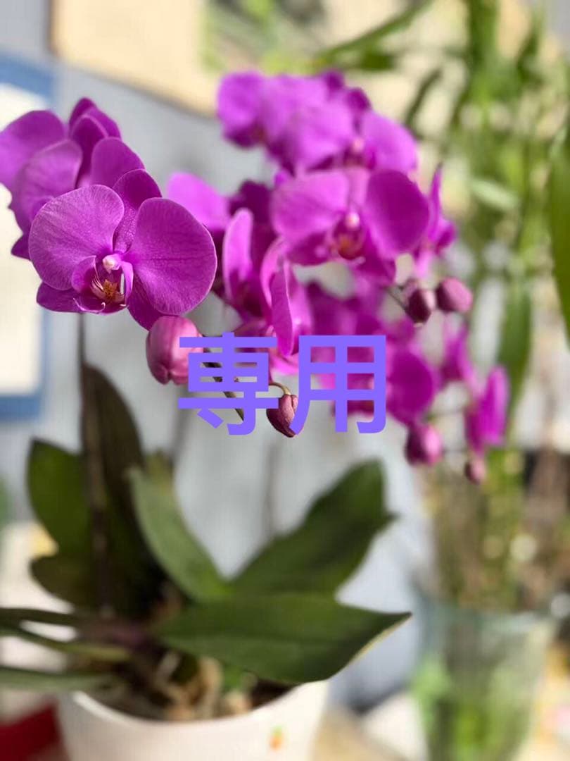 SEULGIS ブラウン PRG-340L-5 | CASIO