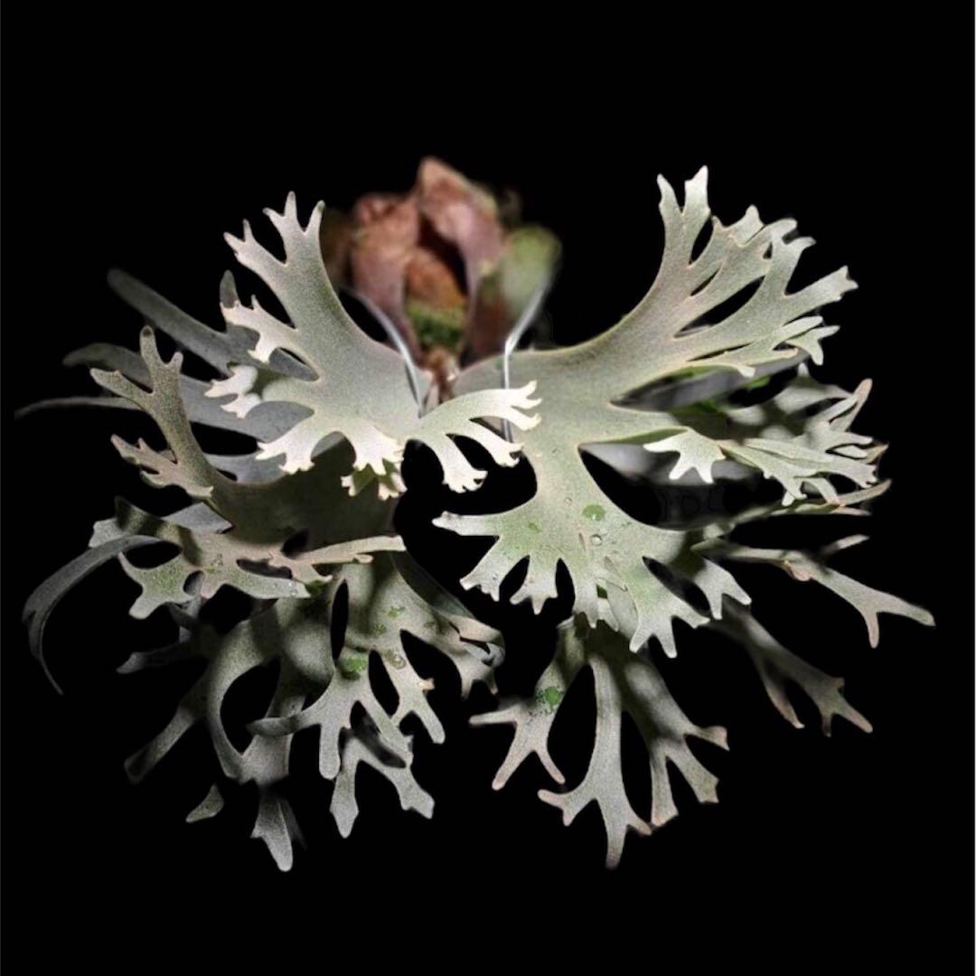 ①P.willinckii cv OMG 前葉体 XL［胞子培養育成ガイド付］ - メルカリ