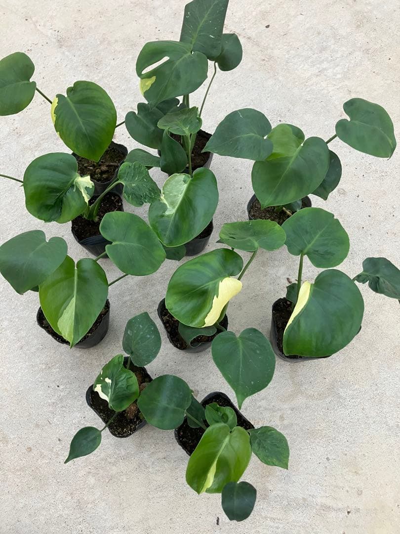モンステラ斑入り　デリシオーサ実生苗　10鉢セット 楽天市場】『斑入りモンステラ デリシオーサ タイコンスタレーション 6