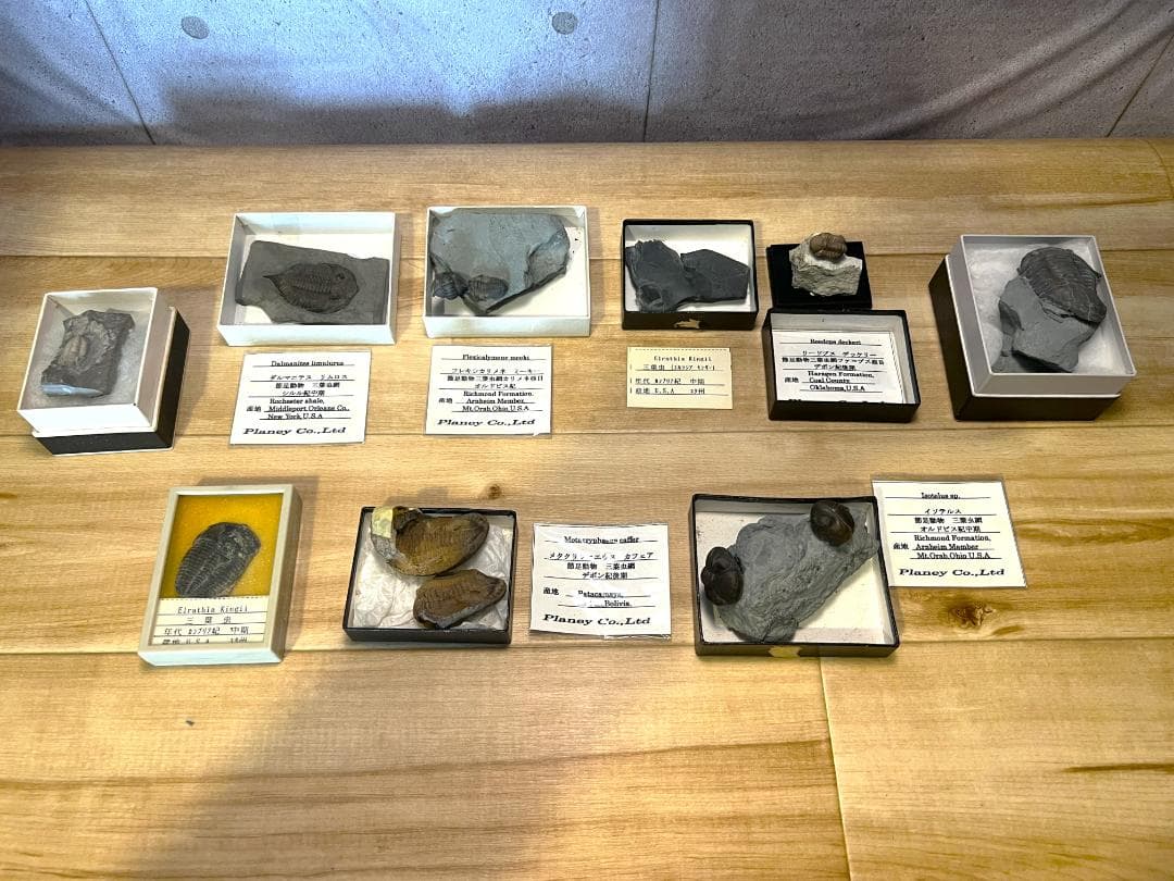 し*め様 化石 9点 / 三葉虫 カンブリア紀～デボン紀 / 産地：北米・南米 館長コラム 「こんな化石も展示しています」第4回 ー三葉虫その4
