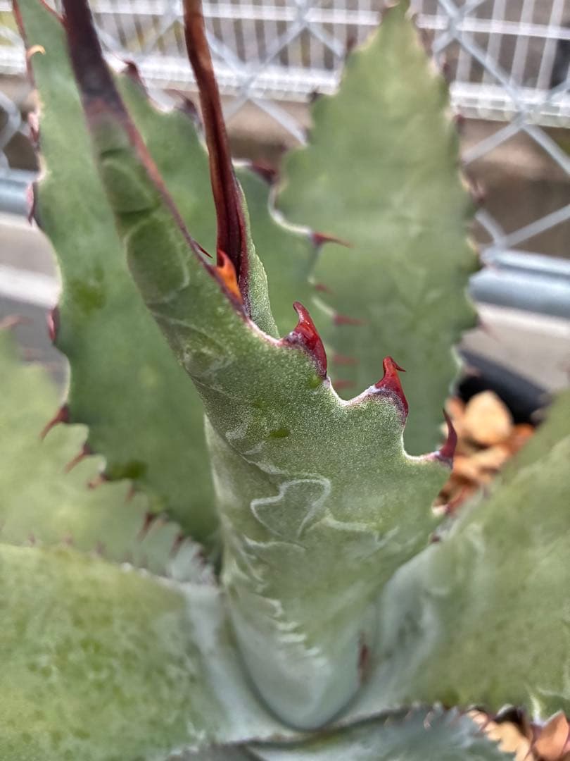 ゆうさん専用ワコマヒーロファンサ