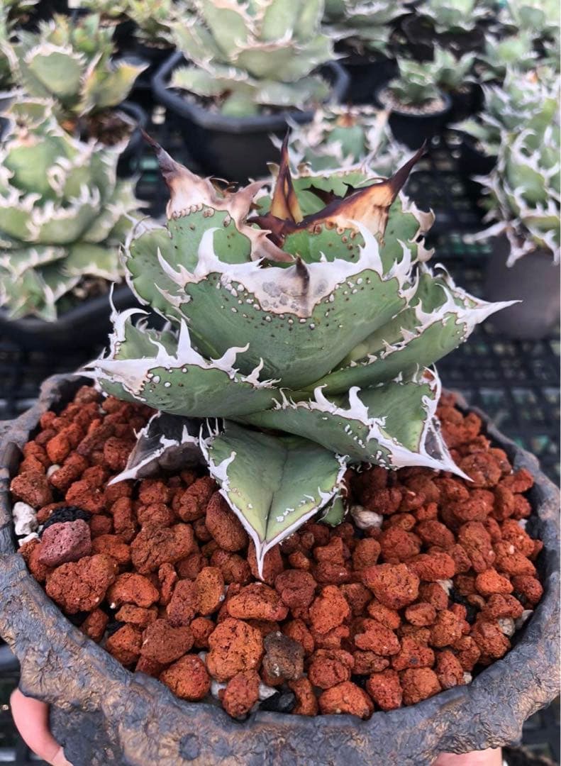 アガベ チタノタ '雪世界' ブツブツ 子株出品 脇目含まない - メルカリ