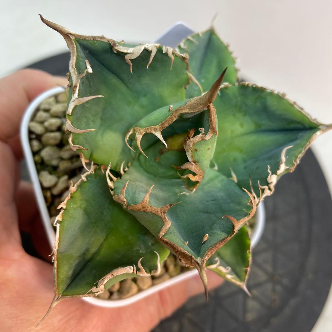 アガベ チタノタ '雪世界' ブツブツ 子株出品 脇目含まない - メルカリ