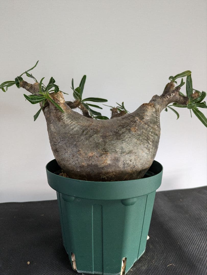 大型　パキポディウム　グラキリス パキポディウム グラキリス | 特大 塊根植物 - 観葉植物専門店cocoha