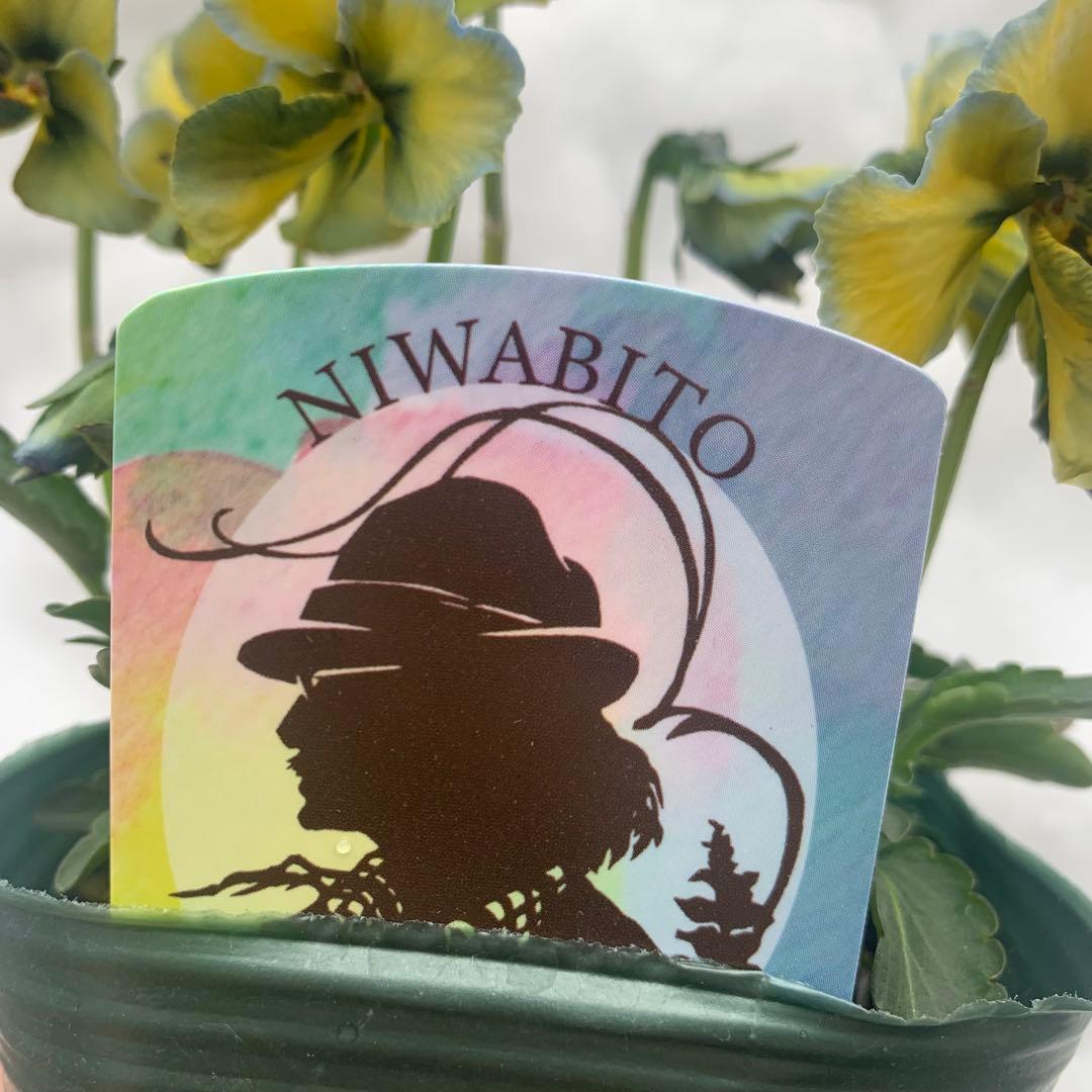 n*i様 神戸 べっぴんさん ビオラ 幻夢 庭人 ビオラ レアカラー - メルカリ