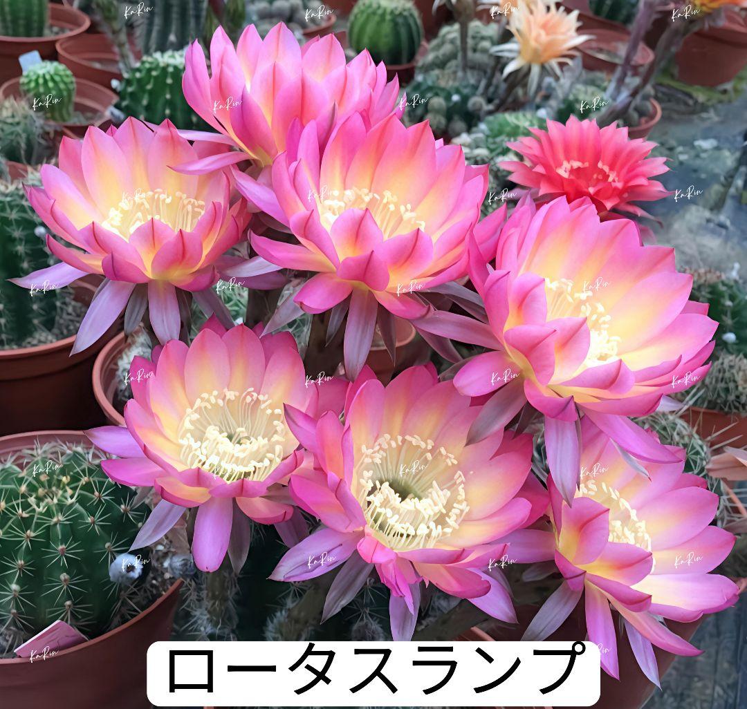 888-YU様専用商品 花サボテン - メルカリ