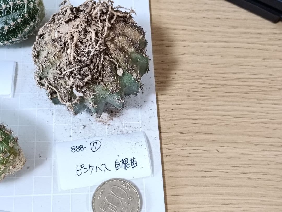 888-YU様専用商品 花サボテン - メルカリ