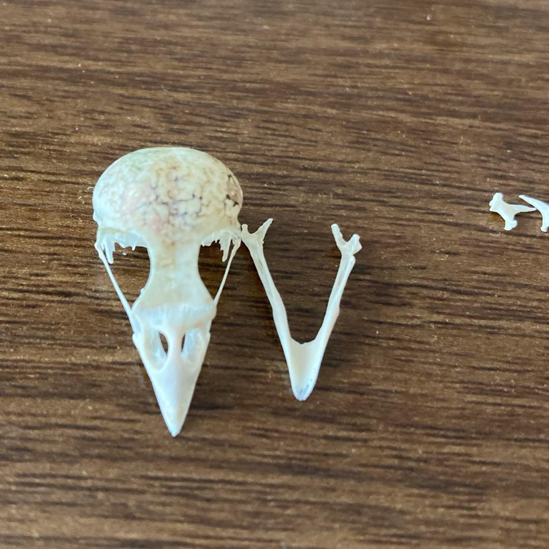 スズメの骨格標本•翼標本 - メルカリ