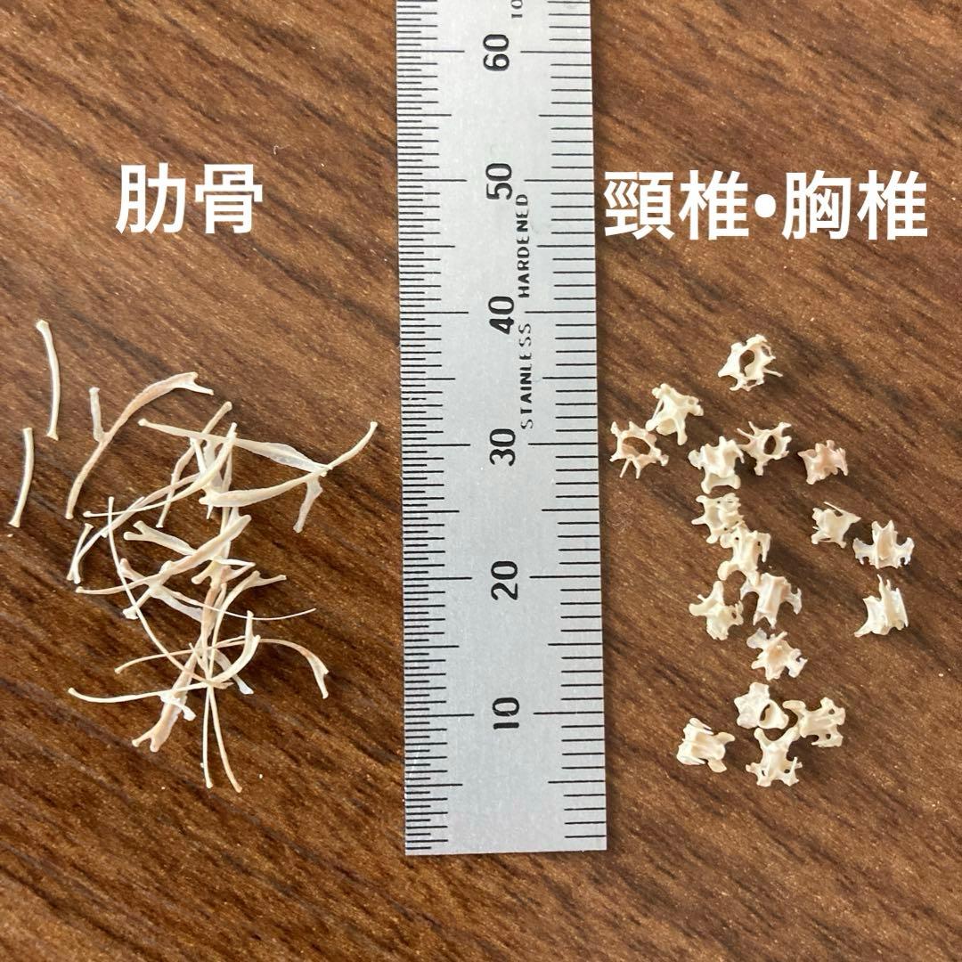 スズメの骨格標本•翼標本 - メルカリ