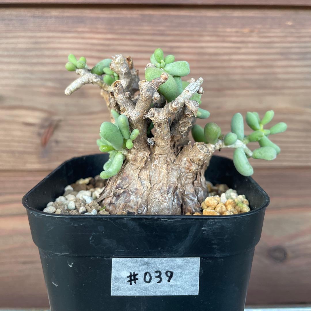 ケラリアピグマエア #39 ケラリアピグマエア | STORES