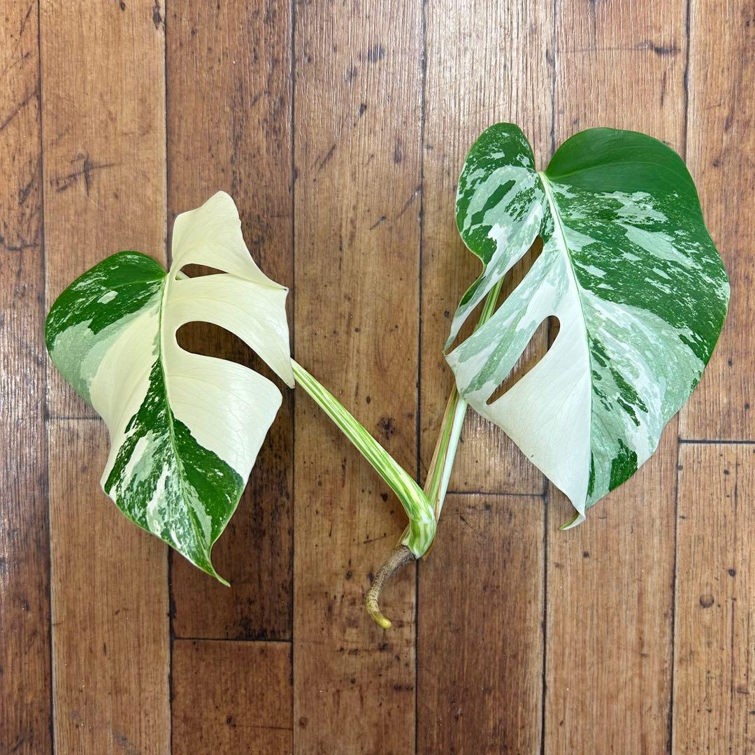 斑入りモンステラ ボルシギアナ アルボ ホワイトタイガー - メルカリ