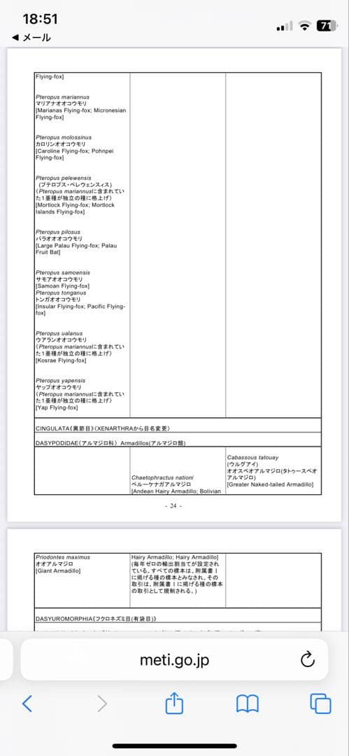 ココノオビアルマジロ アルマジロ 剥製 ワシントン条約対象外 - メルカリ