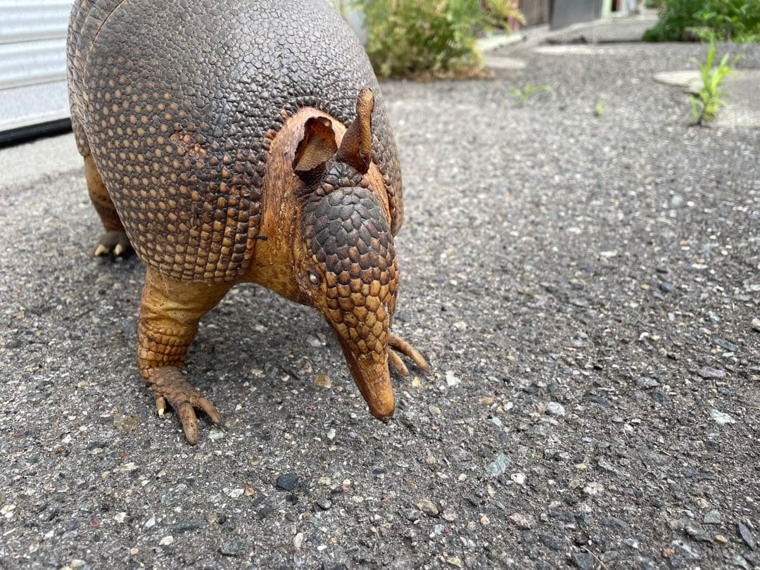 ココノオビアルマジロ アルマジロ 剥製 ワシントン条約対象外 - メルカリ