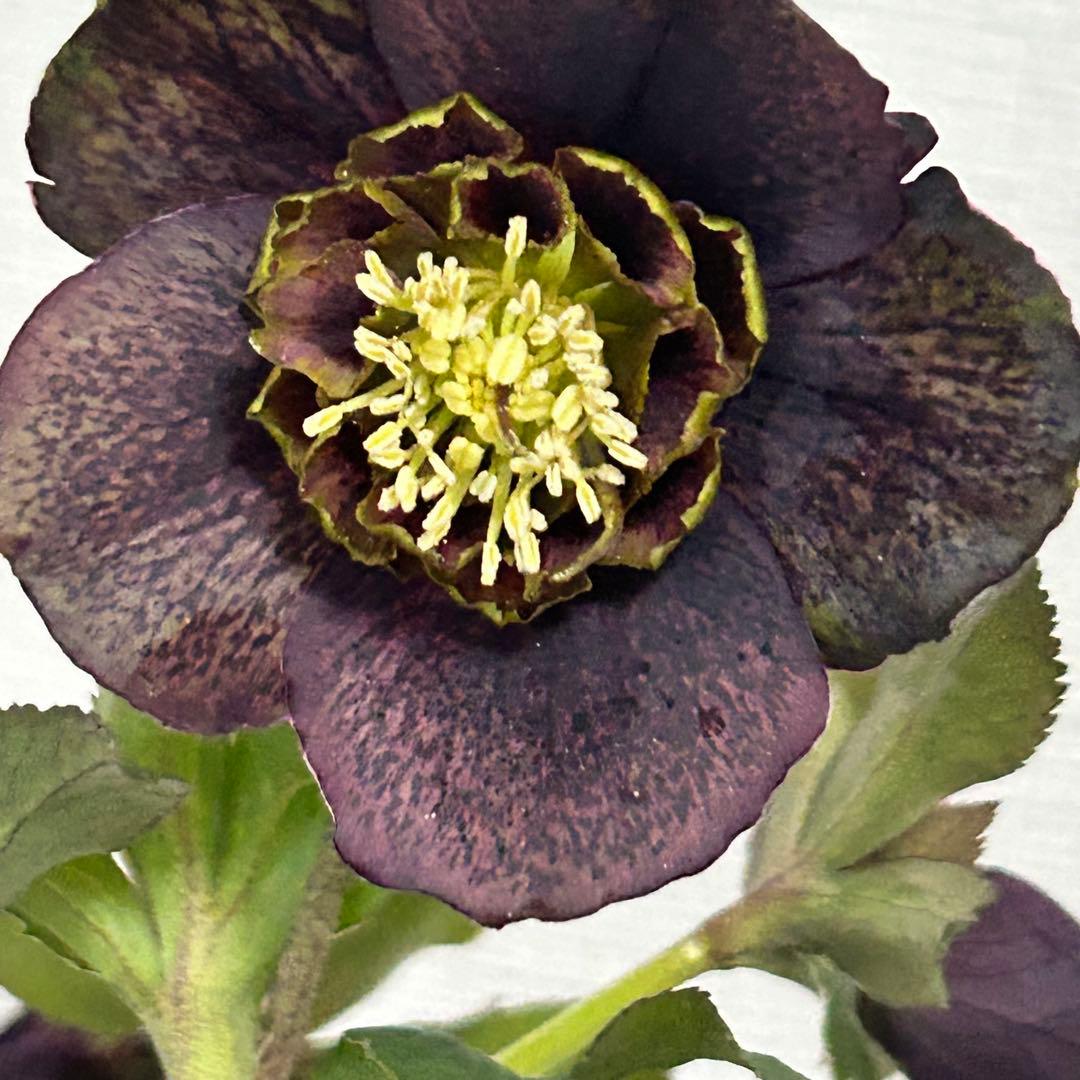 クリスマスローズセミダブルA2 花1つぼみ6 園芸ネット本店｜クリスマスローズ:セミダブル6種セット の通販【公式】