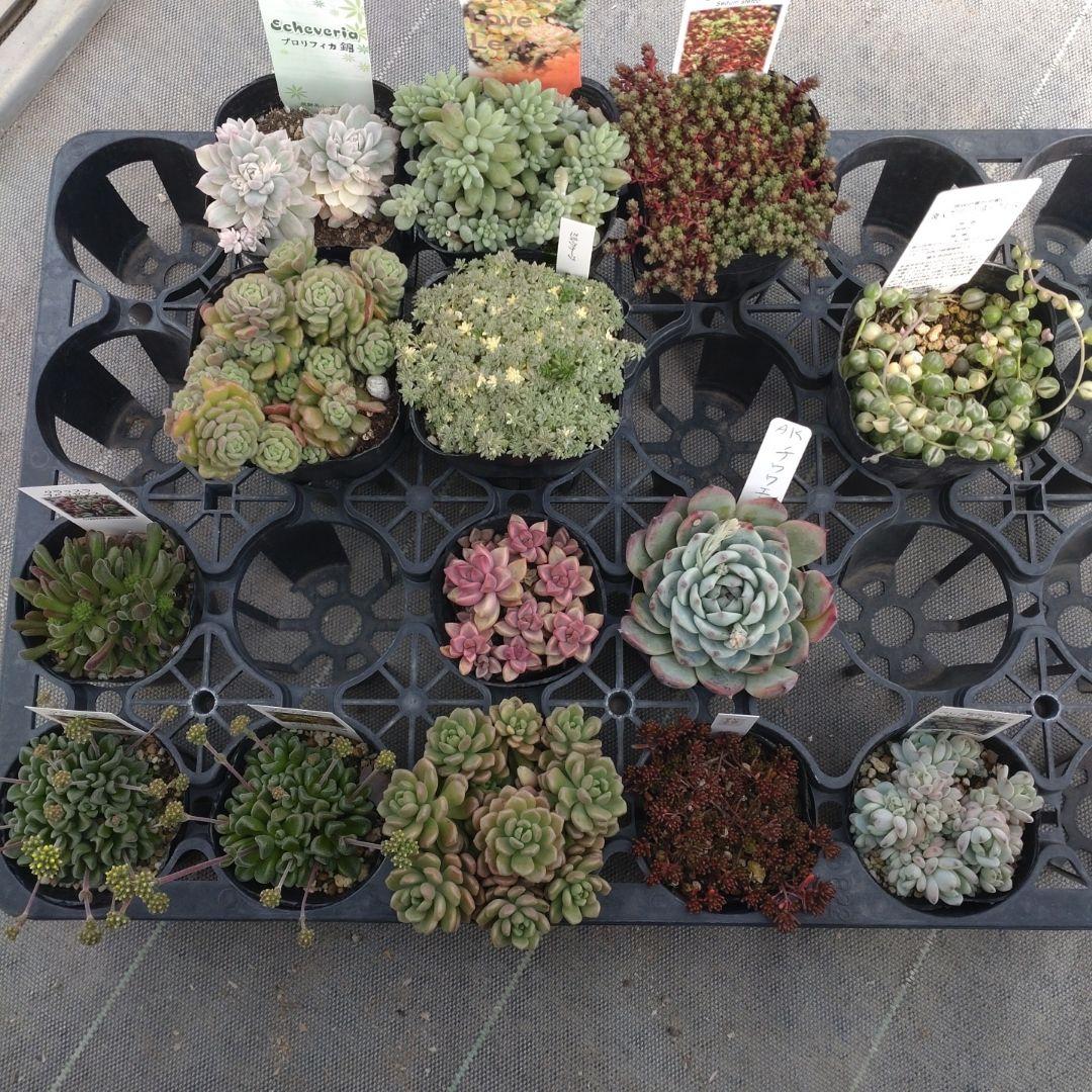 ぺぺ(✿ᴗ͈ˬᴗ͈)さん専用