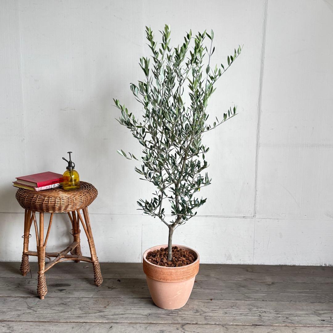オリーブの木　イタリア製　テラコッタ植木　エルグレコ　H120 オリーブの木 イタリア製 テラコッタ植木 エルグレコ H120 - メルカリ