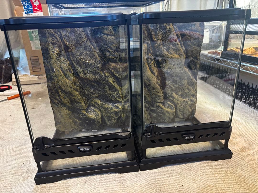 クレステッドゲッコー　飼育セット×2 いきもの大図鑑アドバンス クレステッドゲッコー02 | ナムコパークス