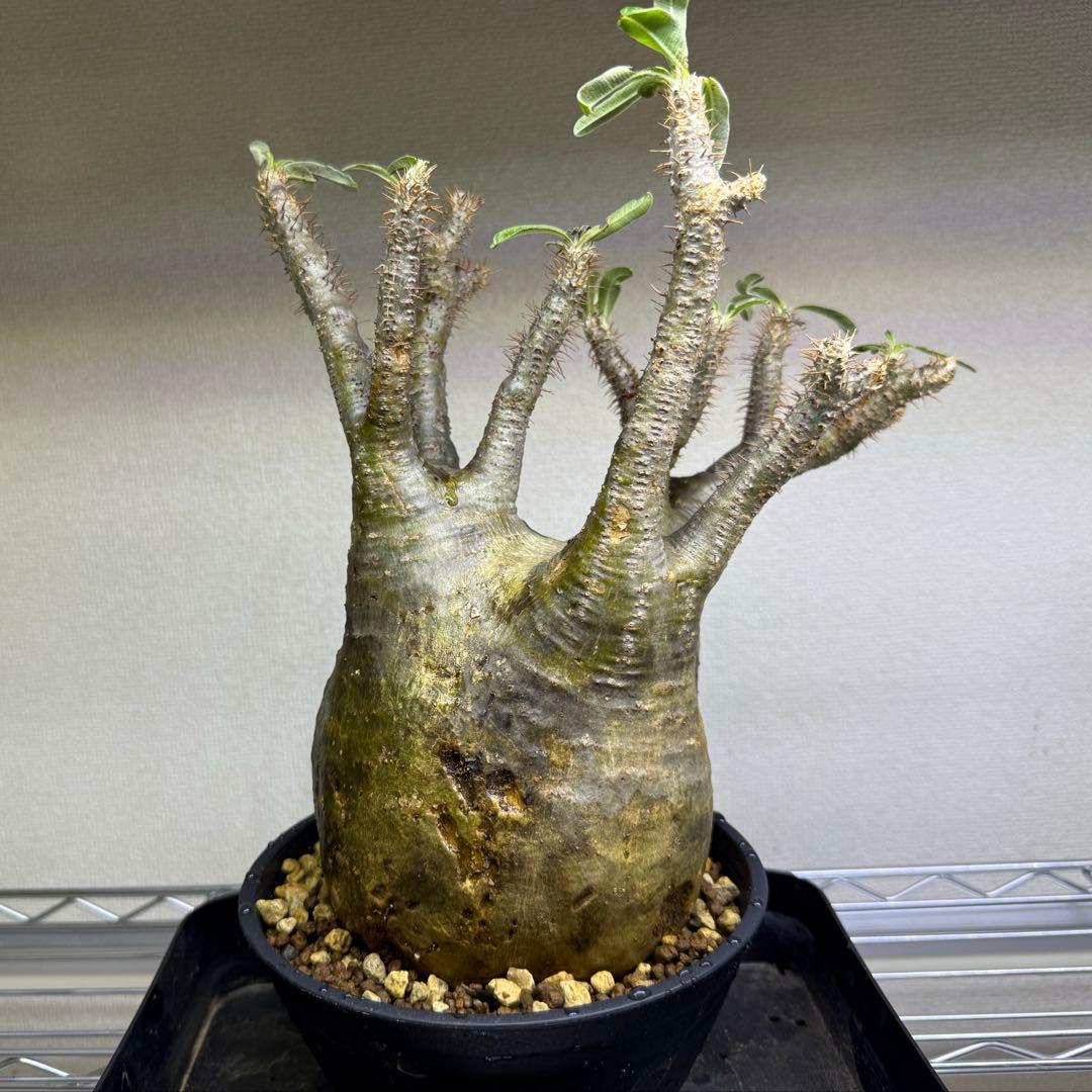 パキポディウム グラキリス 現地球 発根管理中 3日で発根!? パキポディウム・グラキリスの新しい発根管理法が調子良い