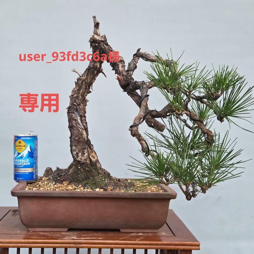 黒松　[変わり木]　中品盆栽素材 黒松 中品盆栽 樹齢35年の一点物盆栽を販売｜盆栽妙 – 盆栽妙 本店