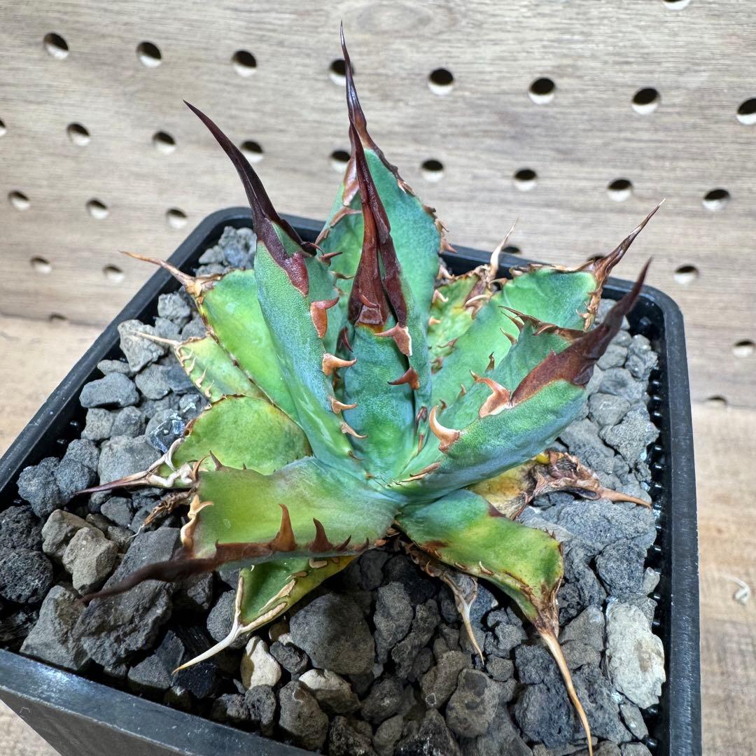 アガベ ハイブリッド bb エボリスピナ - メルカリ