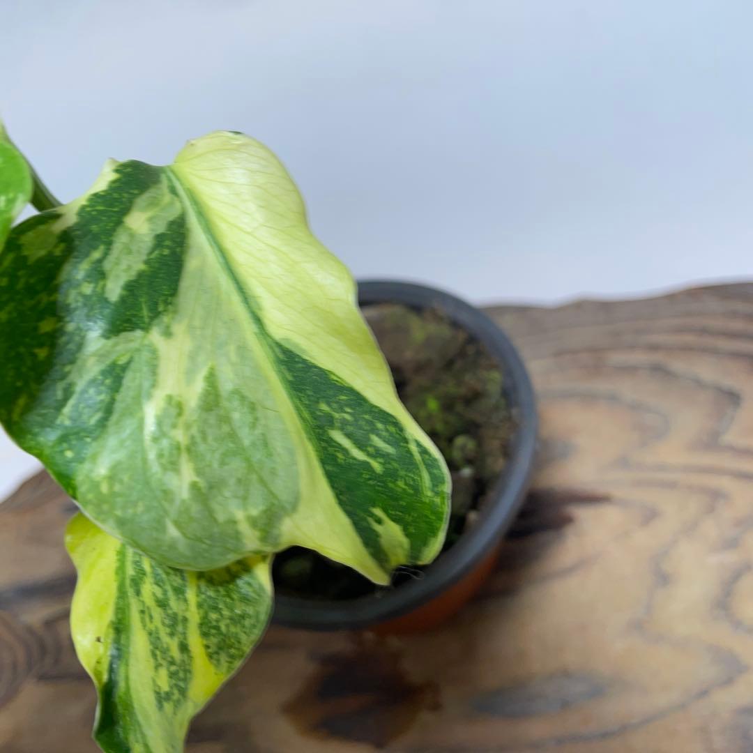 A128品種保証 【キング】モンステラ ギングエレクトロライト 美株