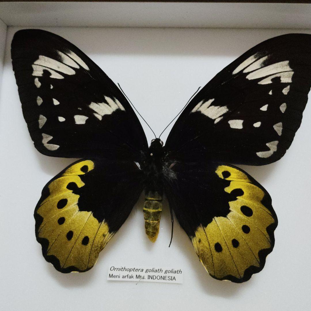 19.5センチ　samsonではかなり最大級？　蝶標本　ゴライアストリバネアゲハ 蝶最大級】ゴライアストリバネアゲハ 外国産蝶標本 蝶 標本 メガネ