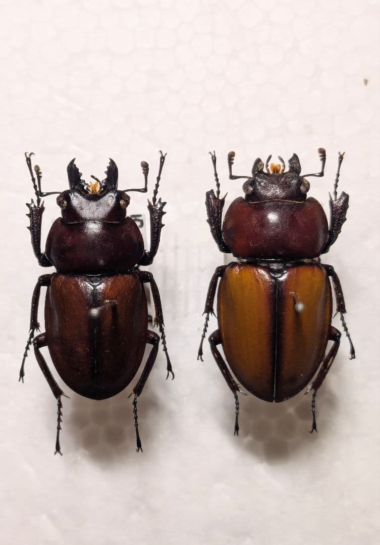 石垣　チャイロマルバネ　ペア チャイロマルバネクワガタ 成虫ペア - from SCRATCH