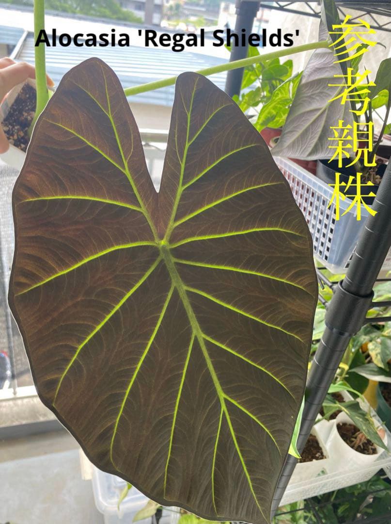 希少‼️種芋から育てました‼️】アロカシア リーガルシールド