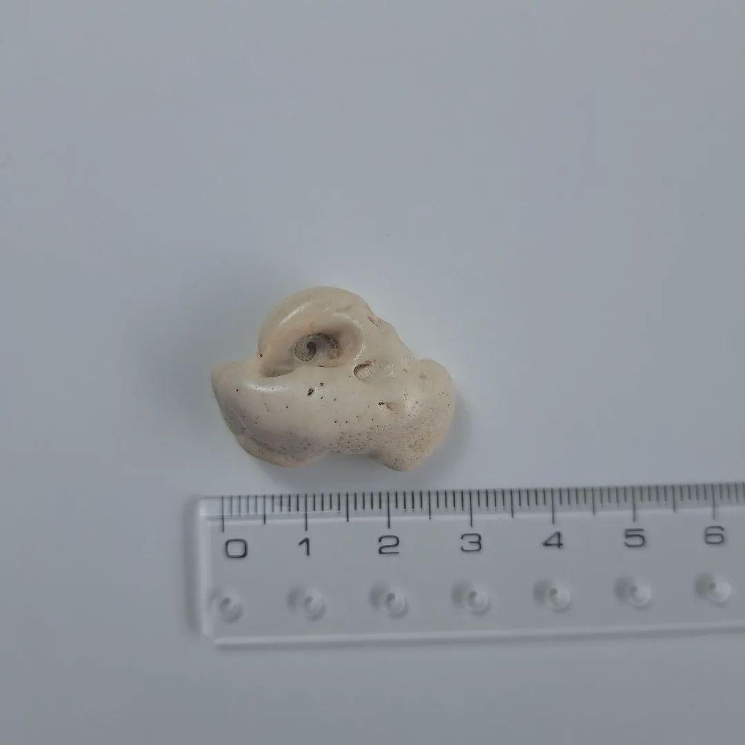 イルカの耳骨【大きさ2.7㎝ ③】 - メルカリ