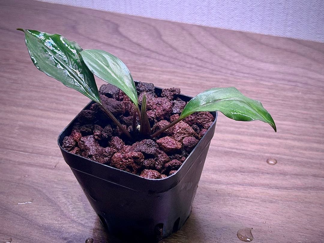 ブセファランドラ Bucephalandra Mahakam (Malinau) - メルカリ