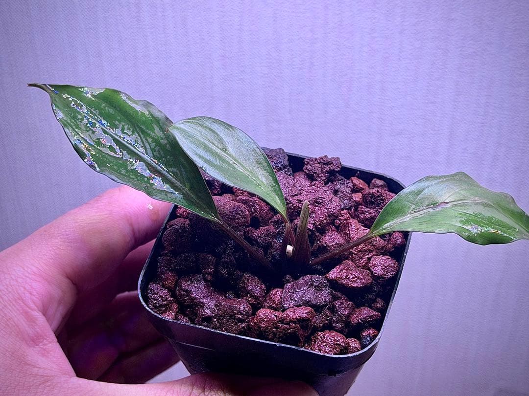 ブセファランドラ Bucephalandra Mahakam (Malinau) - メルカリ