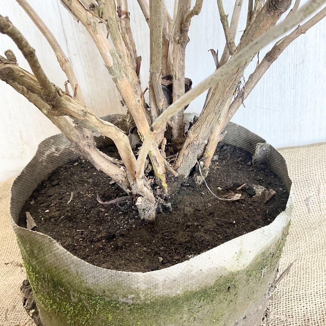 Hanakoさん専用　常緑紫陽花　碧の瞳　/ 76 2本同時購入価格