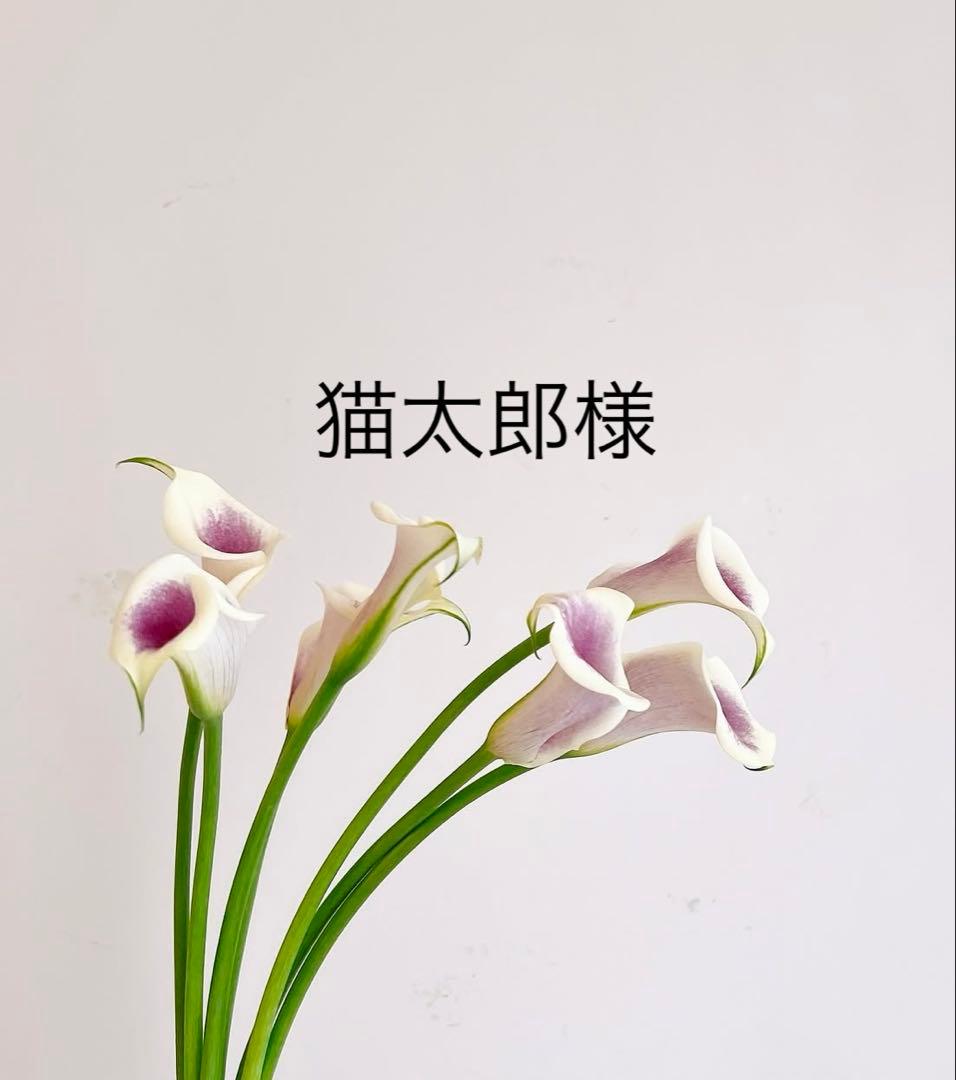 猫太郎品 発売記念20％OFF】ナチュラルコード NCP10 マグロ シラス入り パウチ