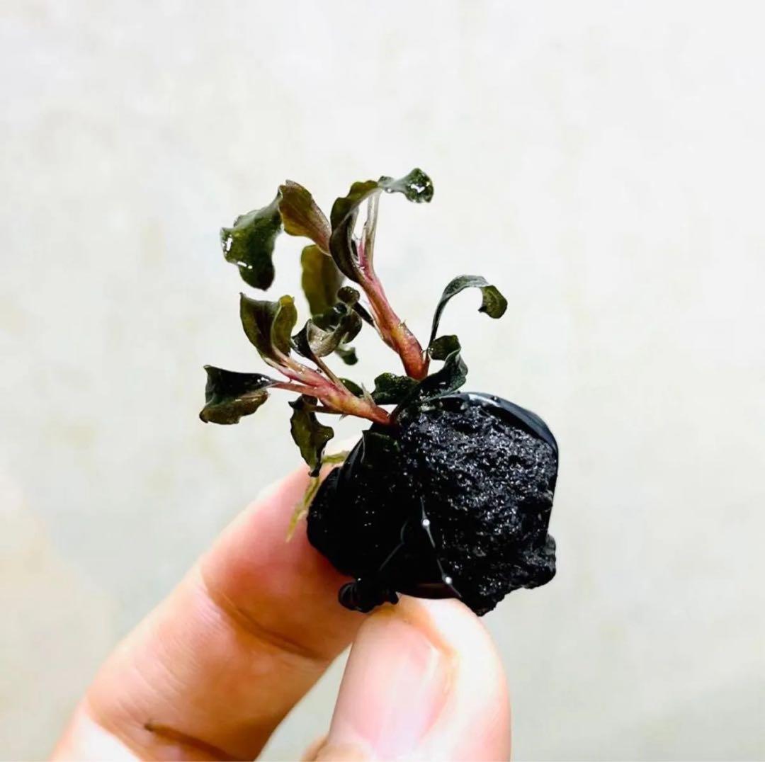 ◇特◇ブセファランドラSP.クダガン溶岩石（多頭株） #ブセさかな屋