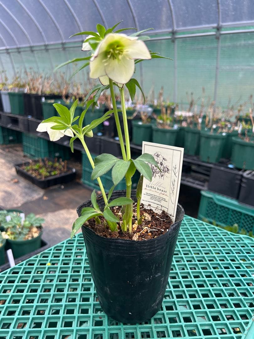 クリスマスローズ開花株【高橋育苗】リトルビーストデュメトルム系ss