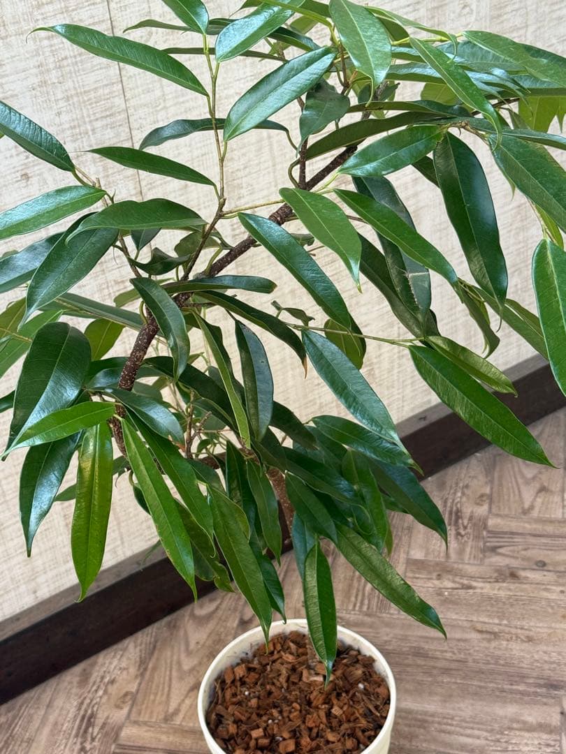 ①特選こだわりの1鉢極太の幹のパンダガジュマル10号鉢 パンダ