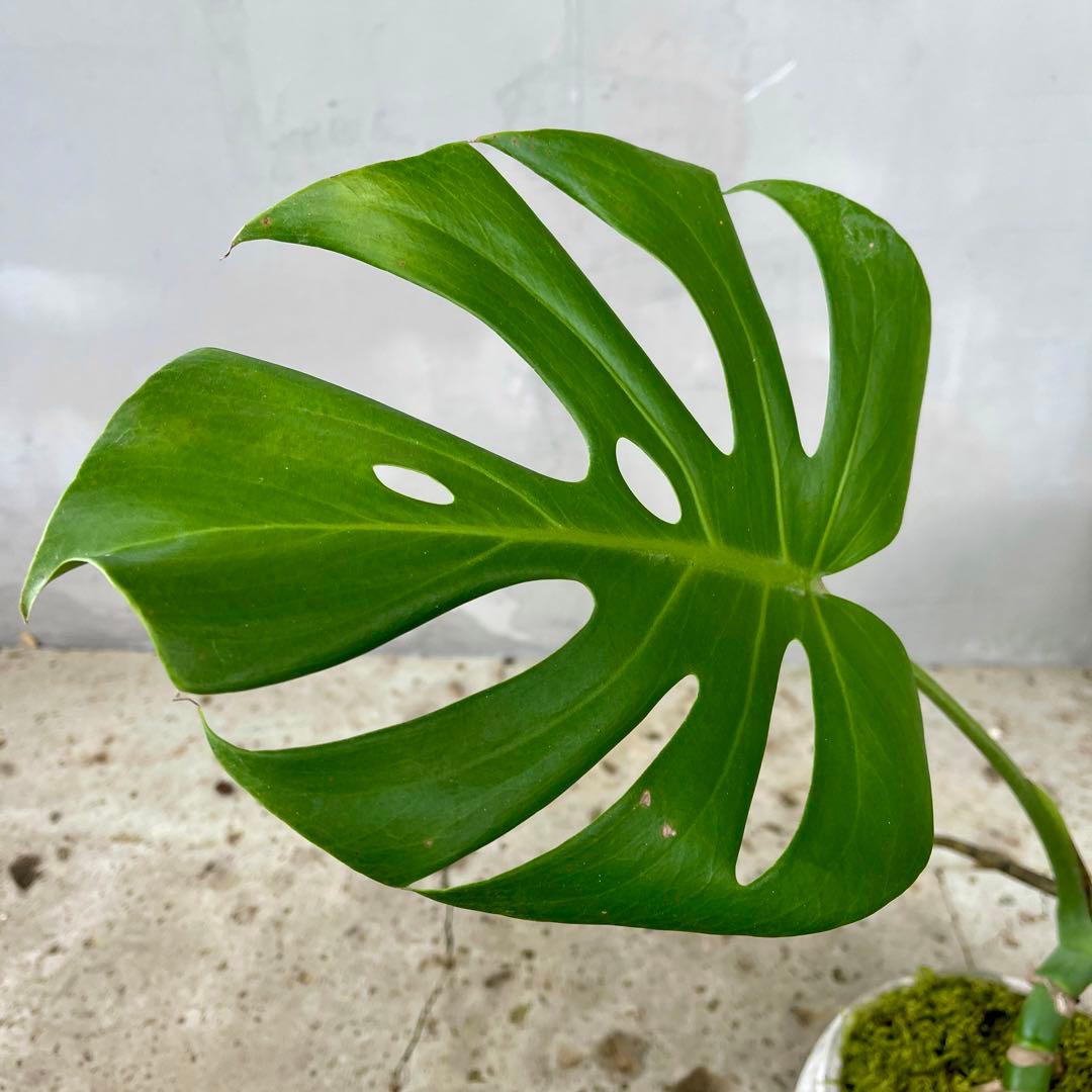 根上がり モンステラ 天然苔盆栽仕立て 陶器鉢 植え込み発送 - メルカリ