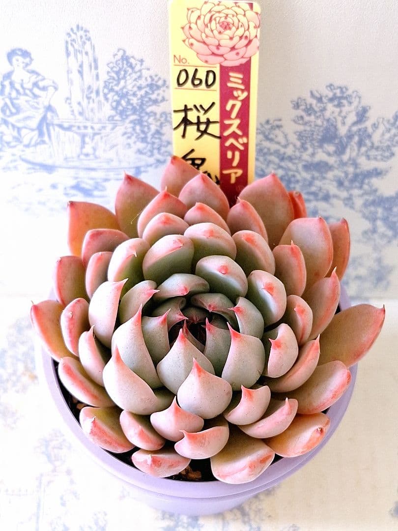 桜鬼 札付きポットごとメルカリ便おらいさん苗ミックスベリア - メルカリ