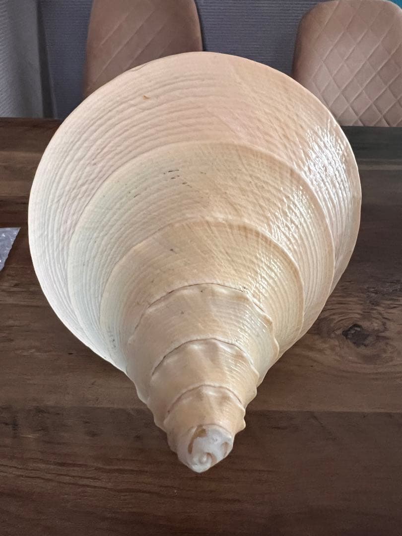 ホラ貝 世界最大 法螺貝 アラフラオオニシ貝 貝殻長約 殻 特大 大