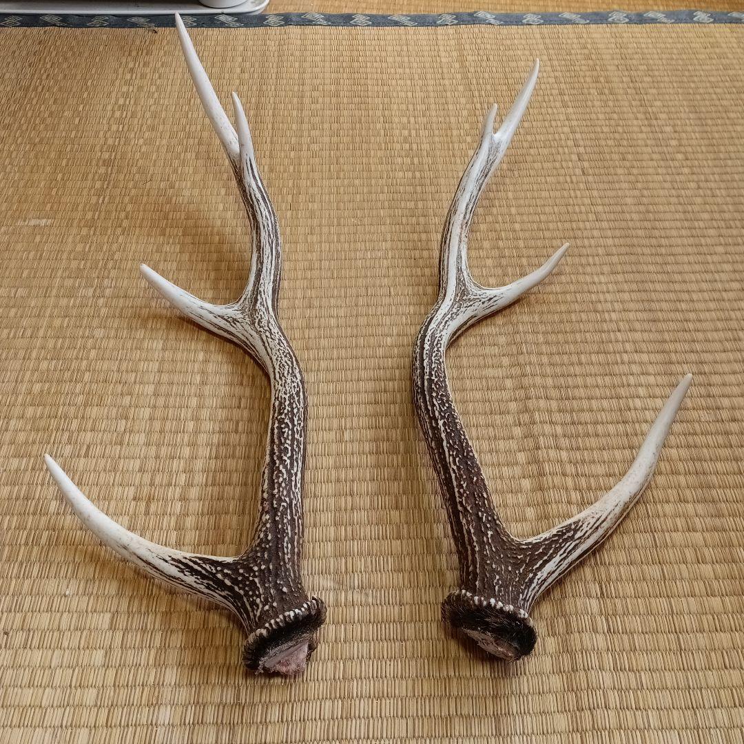 蝦夷鹿の角 - メルカリ
