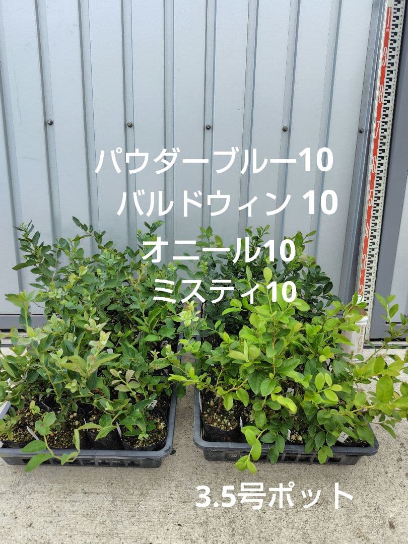 ブルーベリー苗 3.5号ポット40本セット