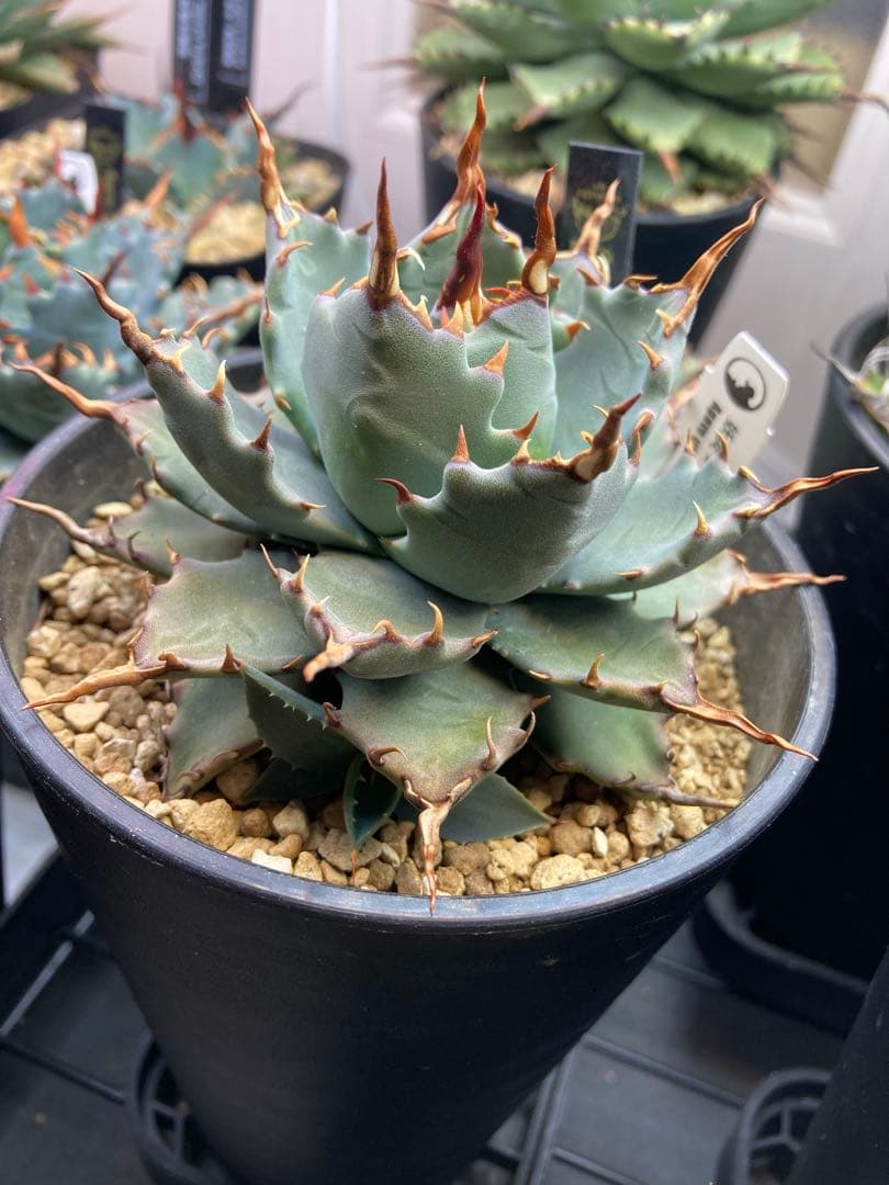 アガベ ハイブリッド 妖炎×特白肌甲蟹 土田制所 子株 発根済み ①