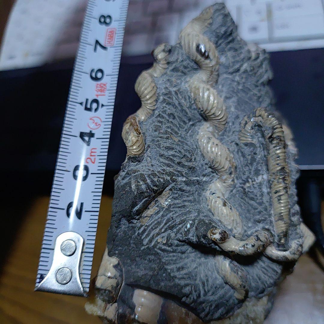 北海道アンモナイト 異常巻きハイファントセラス、ポリプチコセラス