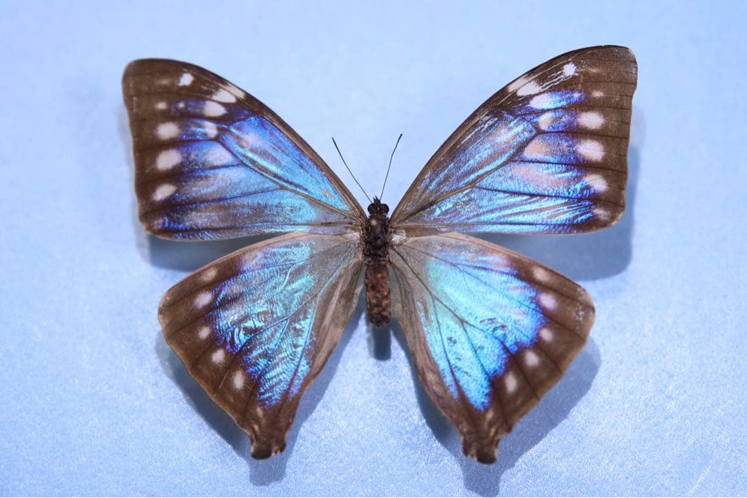 エガーモルフォ♀ブルーフォーム！標本！ エガーモルフォ(エガモルフォ) , タテハ蝶科標本 , 蝶の標本 販売
