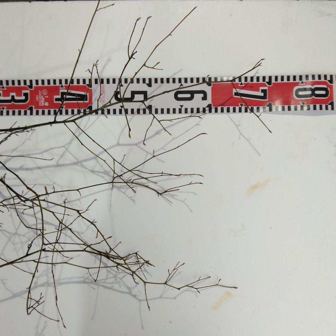 クロモジ 山採り直送 3本 - メルカリ