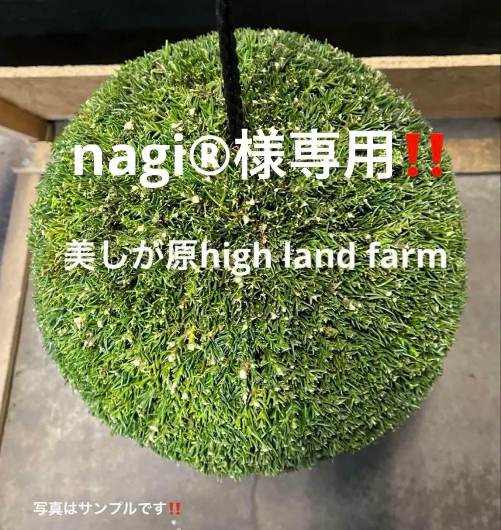 杉玉　約20センチ屋根付き‼️お客様ご注文品♪ つくりたて杉玉 吉野杉 20センチ 屋根付き その他インテリア雑貨 萩原