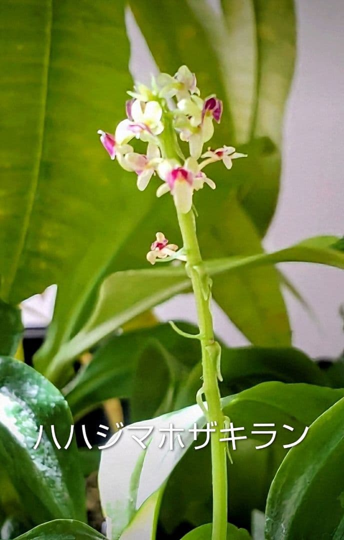 も*ん様 山野草・ホザキラン(希少種！ホザキラン) も*ん様 山野草・ホザキラン(希少種！ホザキラン)