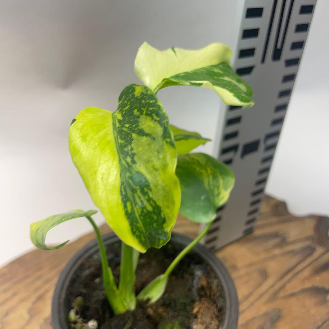 A111品種保証！モンステラ ギング エレクトロライト 美株 斑入り 希少